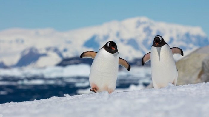 Bắc cực và Nam cực không thể xác định hướng mọc như bình thường