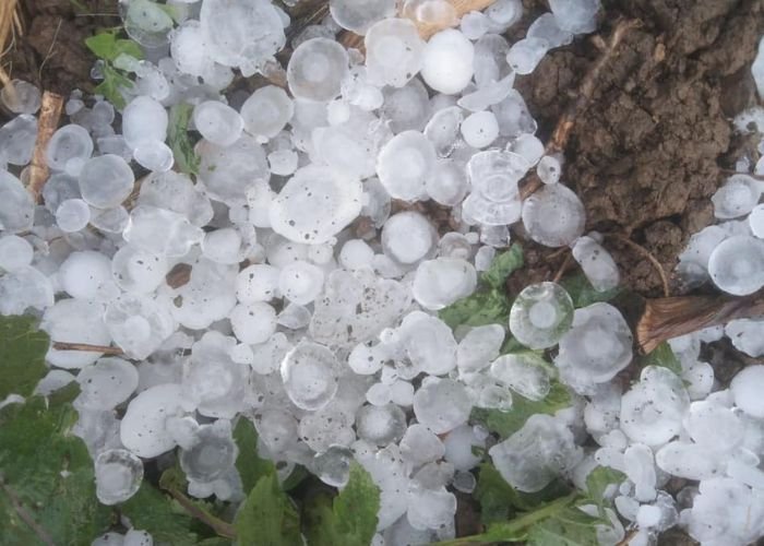 Mưa đá và tác động tiêu cực đến nông nghiệp