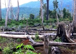 Nạn chặt phá rừng: Thực trạng, nguyên nhân, hậu quả tiêu cực