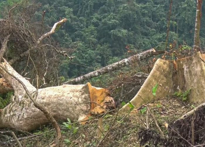 Sự suy giảm diện tích rừng do hoạt động mở rộng đất nông nghiệp quy mô công nghiệp và khai thác lâm sản quá mức