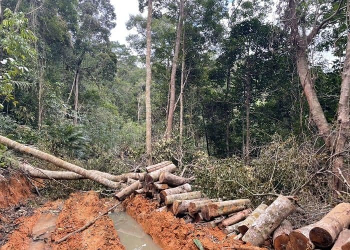 Khai thác gỗ trái phép để cung cấp nguyên liệu thương mại là nguyên nhân dẫn đến nạn chặt phá rừng
