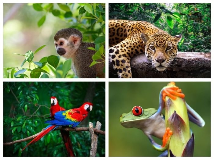 rung nhiet doi o viet nam