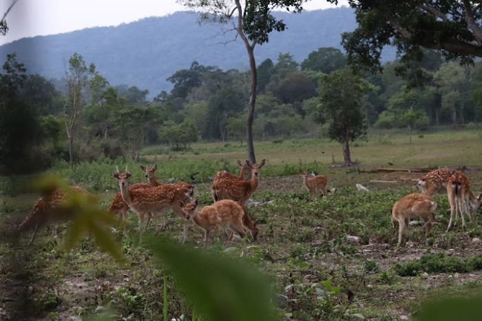 rung nhiet doi o viet nam