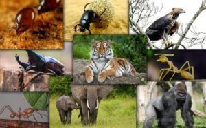 Sinh quyển là gì? 5 vai trò quan trọng của sinh quyển