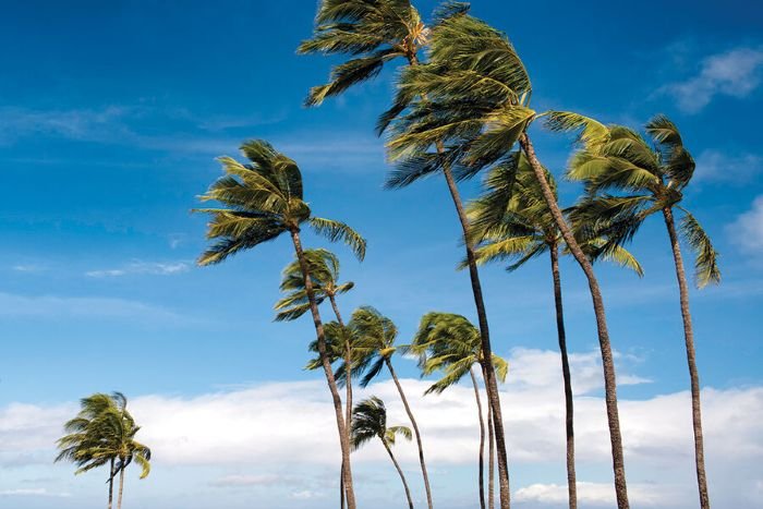 cac loai gio o viet nam