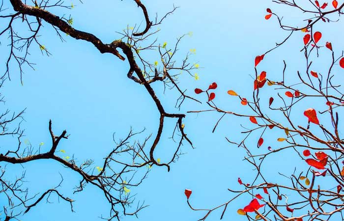 Giao mùa là thời điểm chuyển mùa