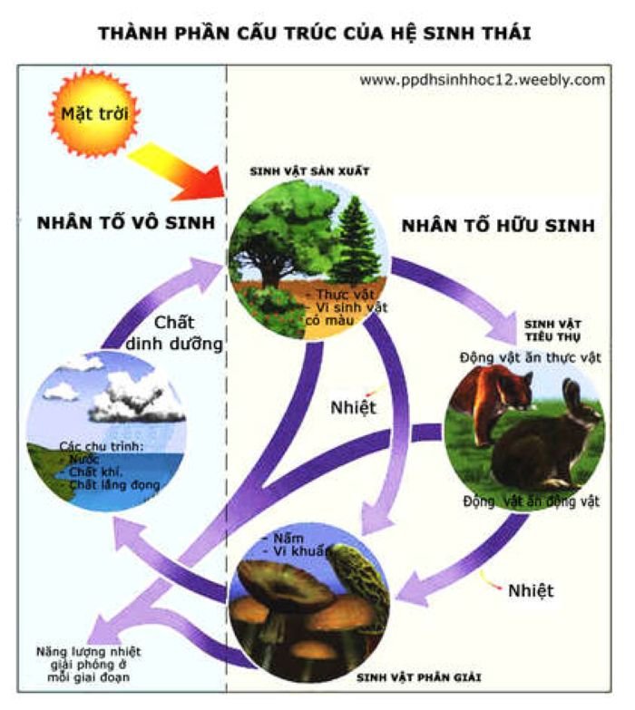 khai niem he sinh thai