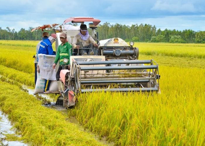 Khí hậu miền Nam cho phép người nông dân thực hiện canh tác từ 2 đến 3 vụ lúa trong một năm